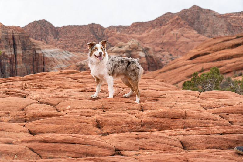 are dogs allowed at red rocks