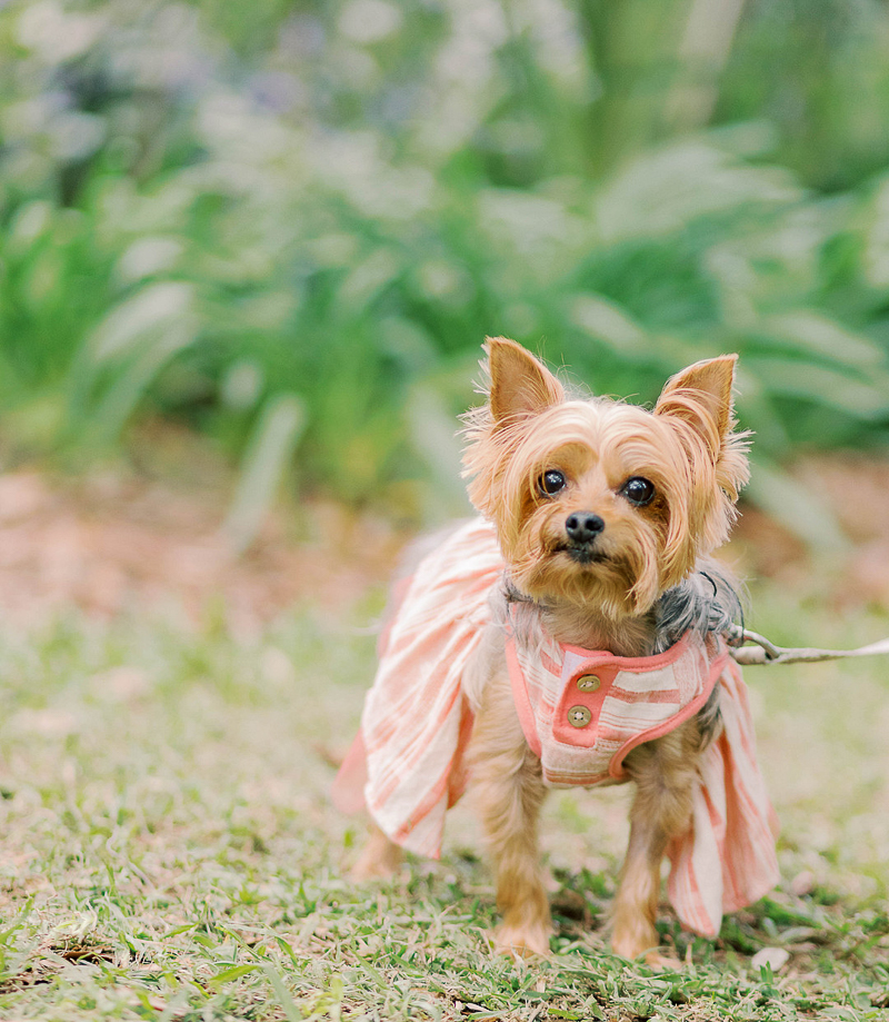 cute Yorkie wearing peach colored dress | ©Terrie Images